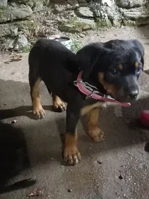 Kaçmez Petshop