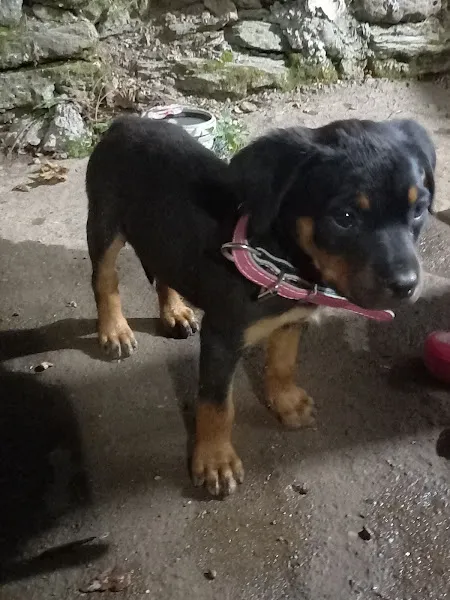 Kaçmez Petshop foto 1