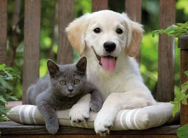 Gaziantep Mama - Topaloğlu Pet gross - Gaziantep pet shop - kedi mama - köpek mama - veteriner hekim danışmanlığı foto 2