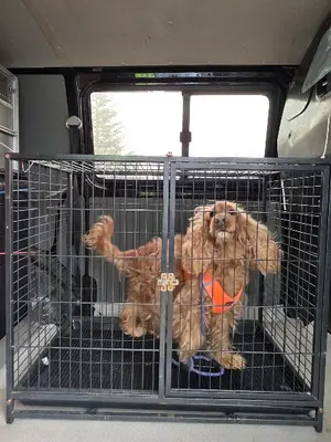 Ankara Pet Taksi