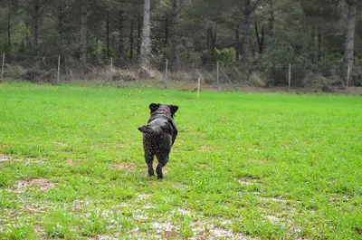 A&G Köpekli Aktiviteler fotoğrafı