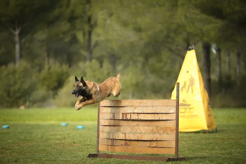 A&G Köpekli Aktiviteler foto 2