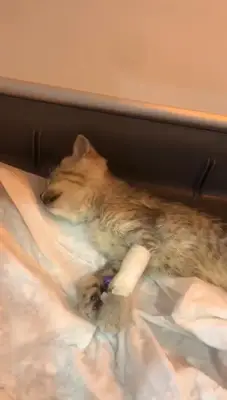 Öztürkler Veteriner Kliniği
