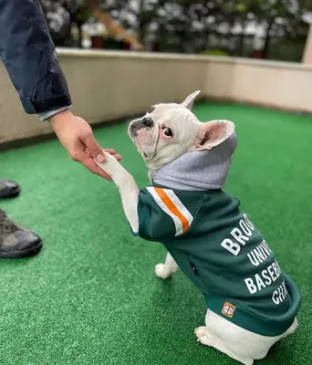 Köpek Eğitim Merkezi İstanbul fotoğrafı