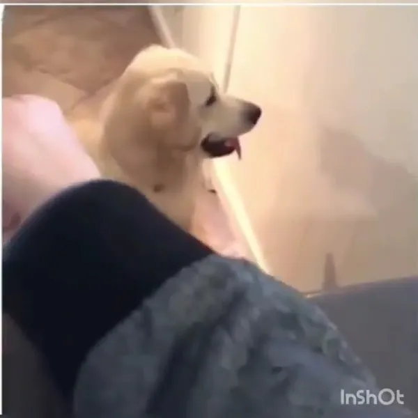 Köpek Eğitim Merkezi İstanbul foto 2