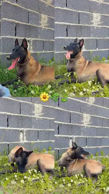 Adana Çukurova K9 Köpek Eğitim Derneği fotoğrafı