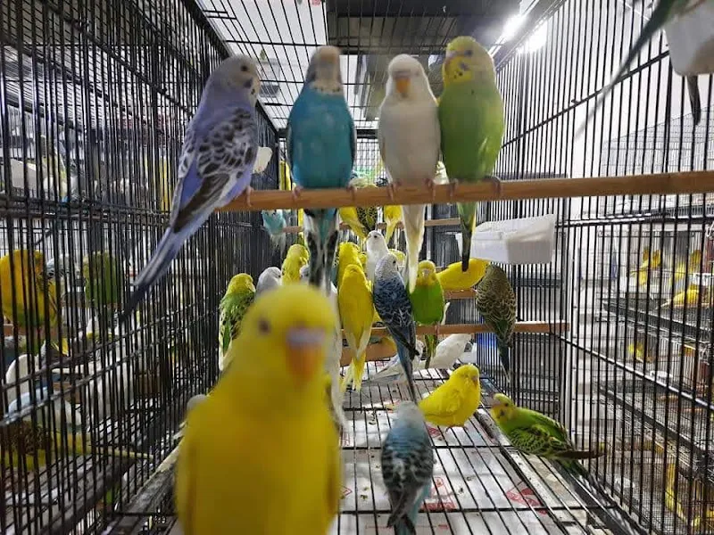 Pati Akvaryum foto 2