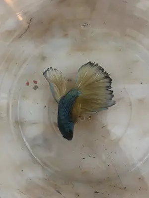 Miraç Pet Shop