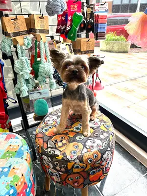 Şira Pet Kuaför