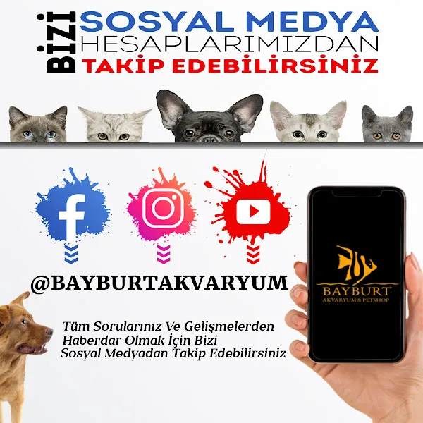 Bayburt Akvaryum Petshop foto 2