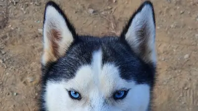 HATKEM.COM.TR HATAY KÖPEK EĞİTİM VE KONAKLAMA - SINCE 2006