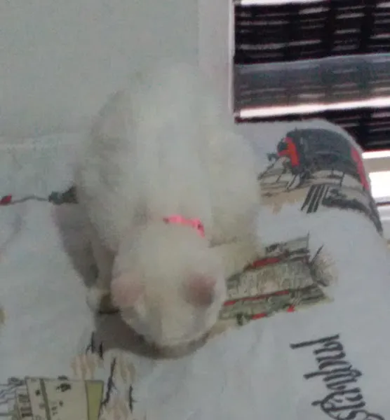 HATKEM.COM.TR HATAY KÖPEK EĞİTİM VE KONAKLAMA - SINCE 2006 foto 2