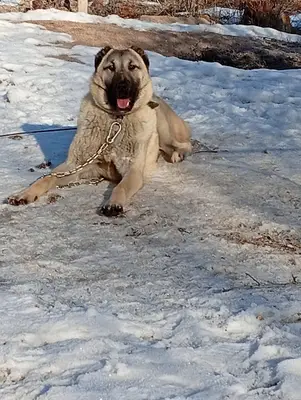 LATUS KANGAL KÖPEKLERİ ÇİFLİĞİ fotoğrafı
