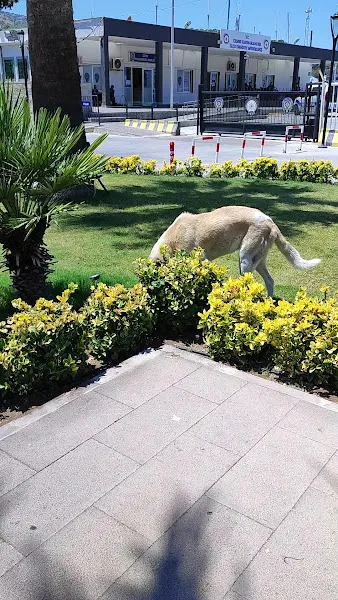 Hayatı Patile İzmir foto 2