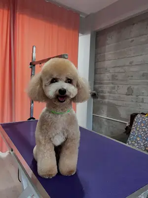pet kuaför fotoğrafı