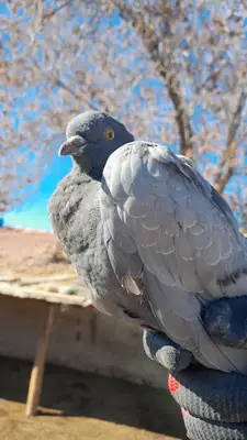 karaçöl hayvancılık fotoğrafı