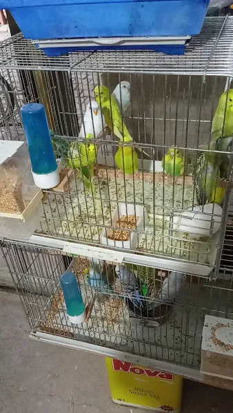 Kanarya Petshop foto 1
