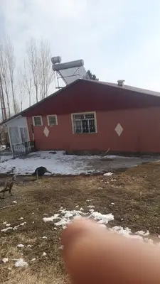 boran veteriner