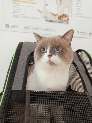 mustafaesenoğulları veteriner kliniği