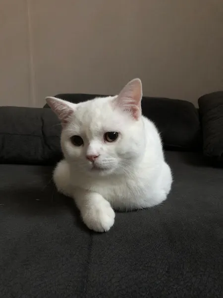 Halkalı Peri Veteriner Kliniği foto 2