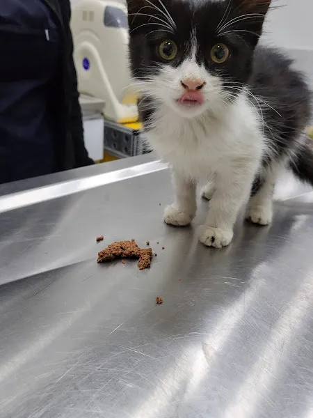Vetrio Veteriner Kliniği foto 2