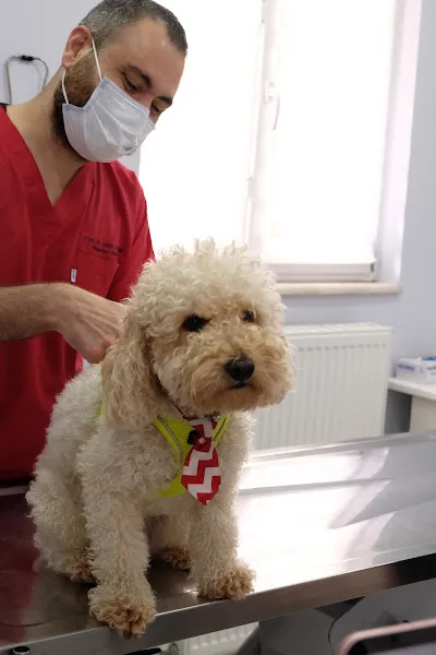 Yeşilköy Petiatri Pet ve Kuş Veteriner Kliniği foto 2