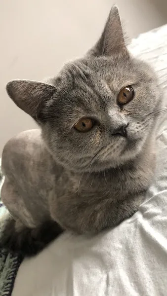 Medıcıne Veteriner Kliniği foto 1