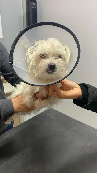 petfocus veteriner kliniği foto 2