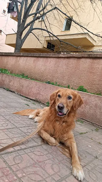 Libadiye Veteriner Kliniği foto 2