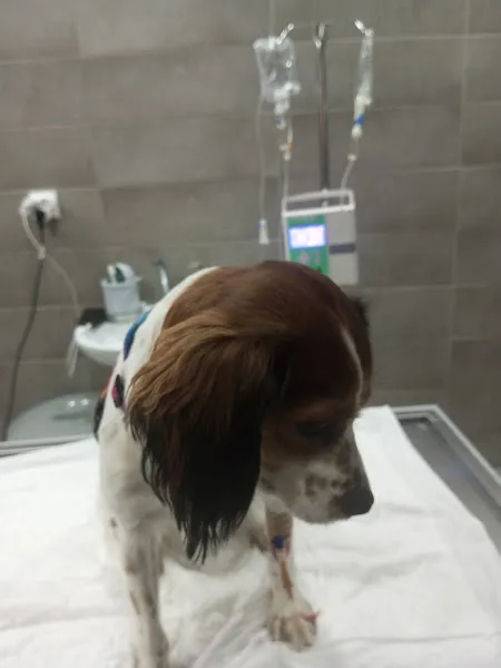 Petcure Veteriner foto 2