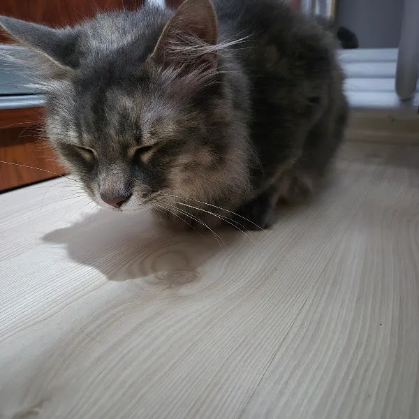Canki Veteriner Kliniği foto 2