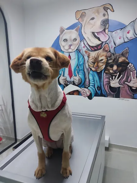 VetPraxis Ispartakule Veteriner Kliniği foto 2