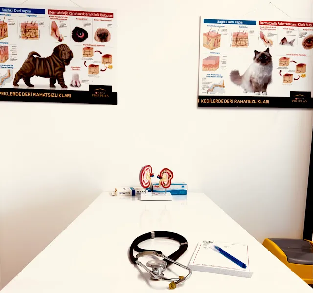 Dost Veteriner Kliniği 7/24 YEŞİLKÖY Acil Veteriner foto 1