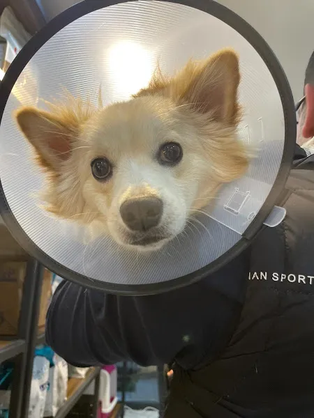 Yuva Veteriner Kliniği foto 2