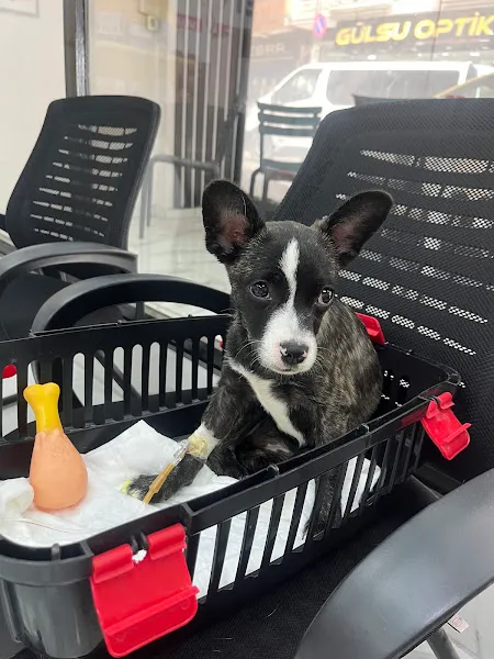 Vet Anka Veteriner Kliniği foto 2