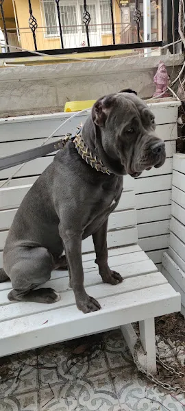 Yeşilköy Özgür Veteriner Kliniği foto 2