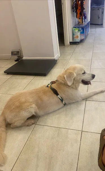 Medipet Veteriner Polikliniği foto 2