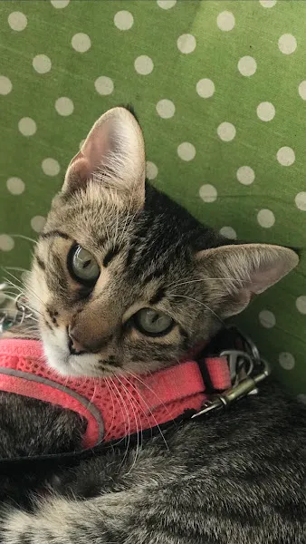 Ataköy Sevgi Veteriner Kliniği foto 2