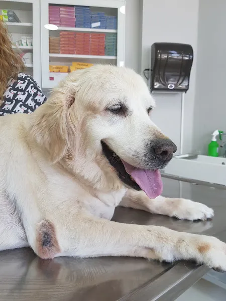 MediVet Veteriner Kliniği foto 2