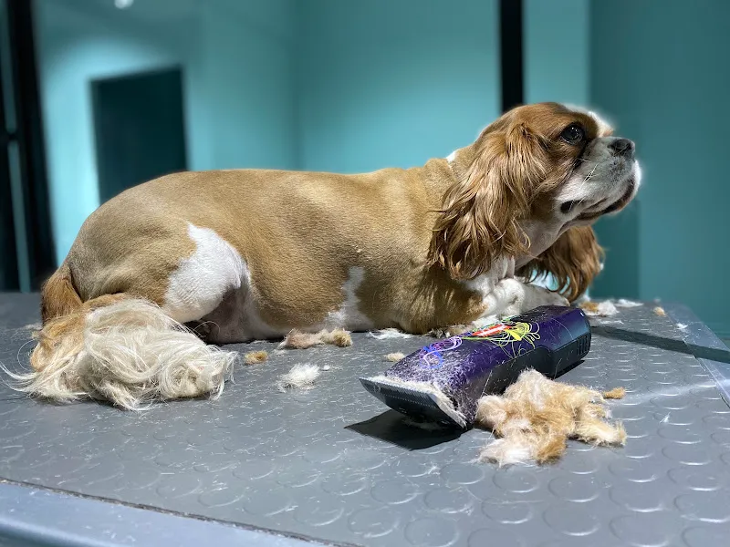Petsmart Veteriner Kliniği foto 2