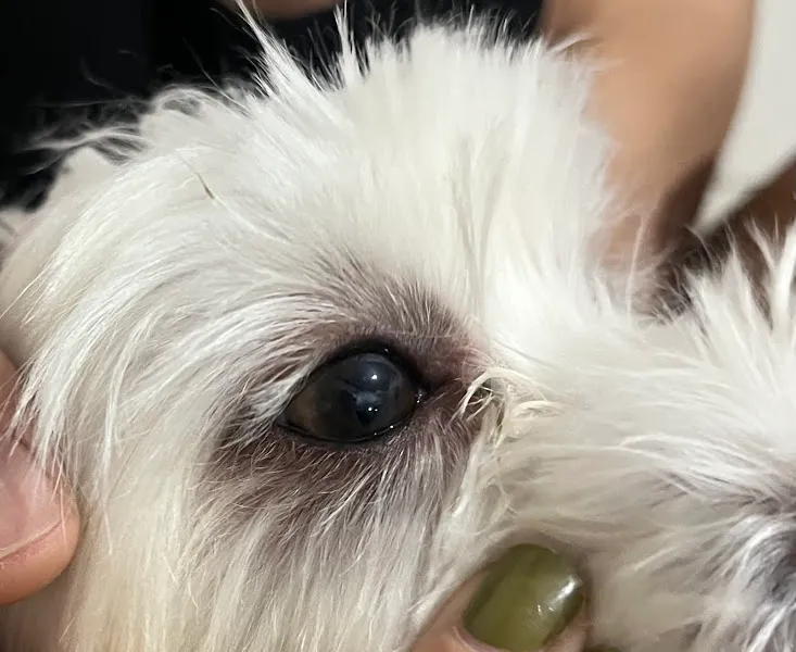 Okmeydanı Veteriner Kliniği foto 2