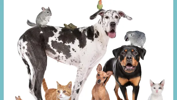 Petklinik Veteriner Klinigi foto 1