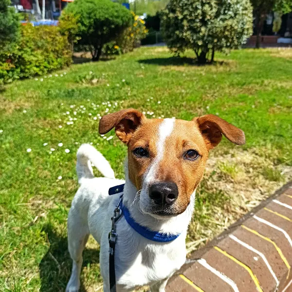 Elit-Vet Veteriner Kliniği 7/24 ACİL VETERİNER foto 2