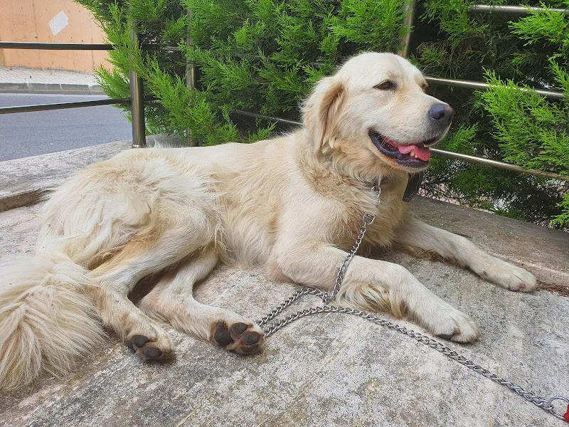 midomi veteriner kliniği foto 2