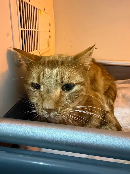 Patilihane Veteriner Kliniği foto 2