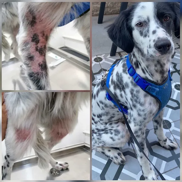 Vetcity Veteriner Kliniği foto 2