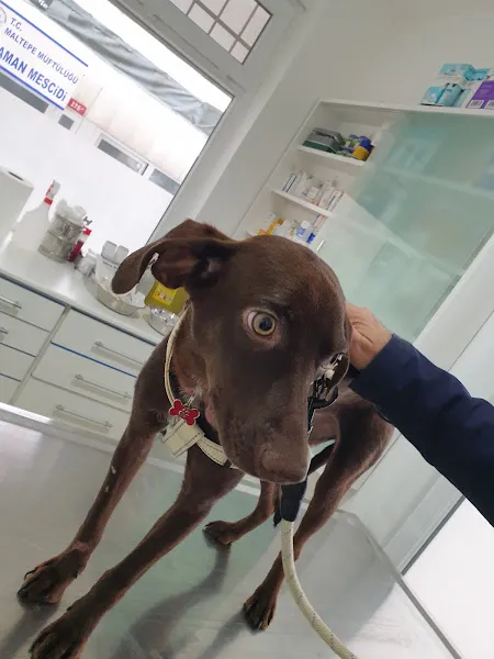 Candostu Veteriner Kliniği foto 2