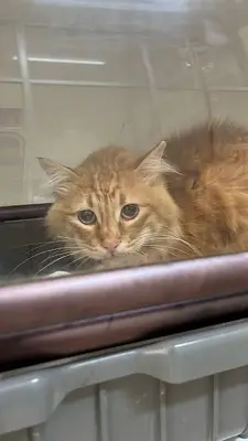 Nunavet Veteriner Kliniği