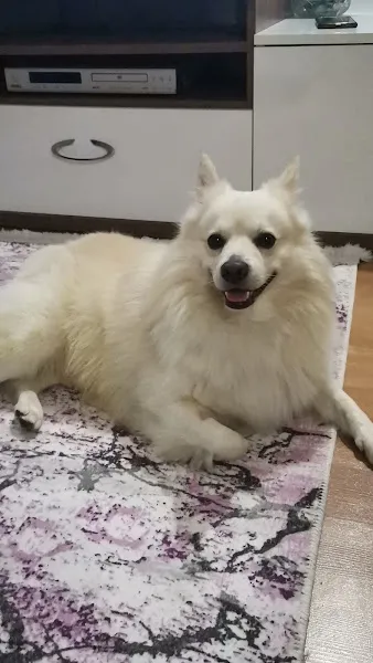 Nunavet Veteriner Kliniği foto 2