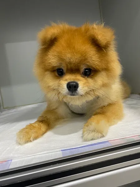 PetClub Veteriner Kliniği 7/24 Acil Veteriner Kliniği foto 2